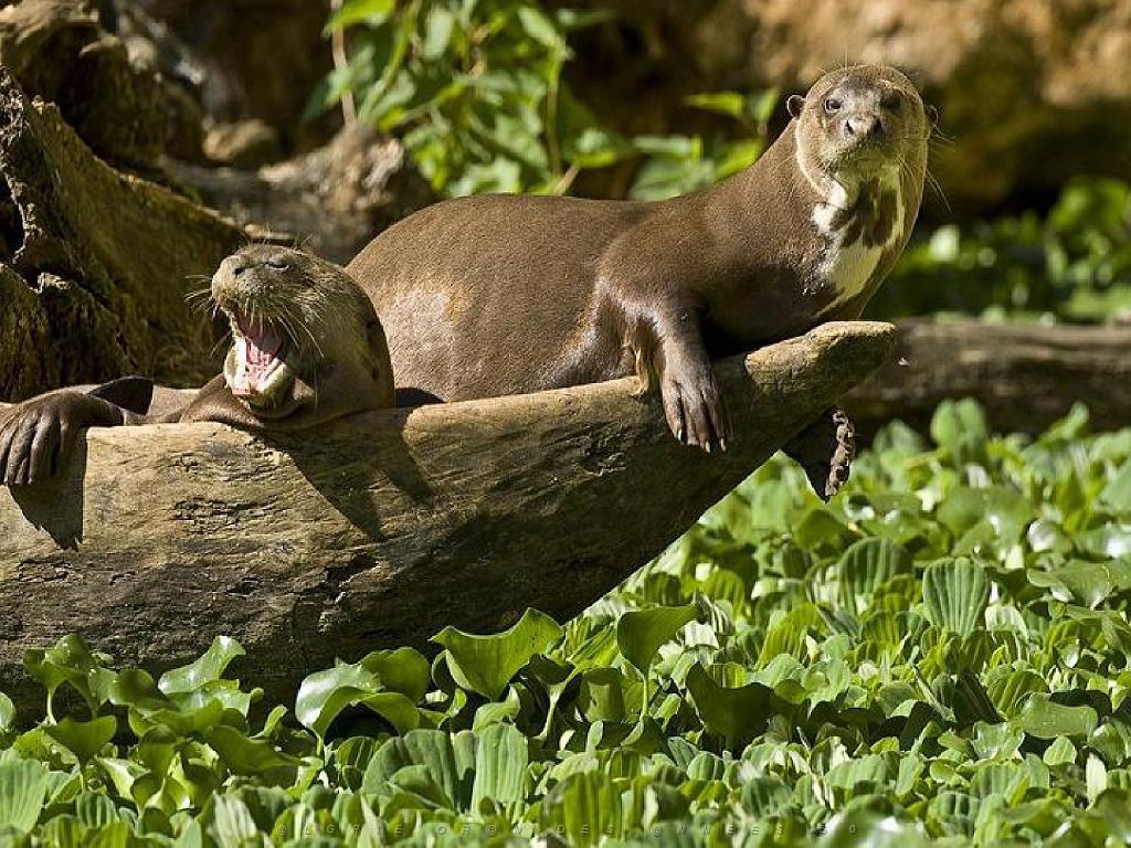 149 BIO PARC DE DOUE LA FONTAINE 5- 2016_000039.jpg